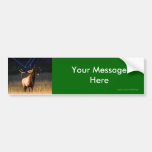 Your Message Bumper Stickers