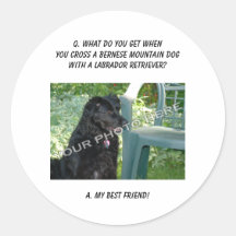 Your Photo! Best Friend Bernese Mountain Dog Mix Sticker