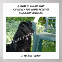 Your Photo! Best Friend Flat-Coated Retriever Mix Posters