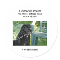 Your Photo Here! My Best Friend Bearded Collie Mix Stickers
