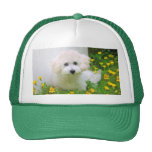 Your Photo On A Hat