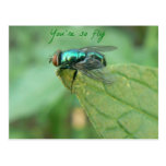 Your so Fly series Postcard