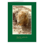 You're Special White Buffalo Card