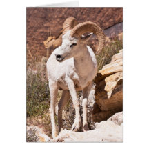 You've Got My Attention Card