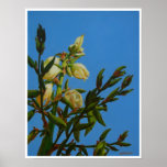 YUCCA BLOOMING II small Print