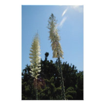 yucca stationery design