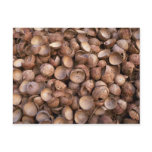 Yummy Coconut shells Postcards