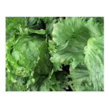 Yummy Iceberg lettuce Postcards