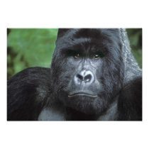 Zaire, Virungas National Park. Portrait of