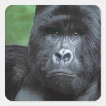 Zaire, Virungas National Park. Portrait of Sticker