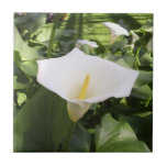 Zantedeschia Carreau