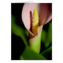 Zantedeschia • Carte de voeux