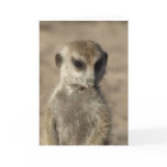 Zaphod's 12th birthday card 3