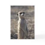 Zaphod's 12th Birthday Card 5