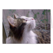 zazzle-c1 greeting cards