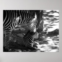 zebra and cub posters