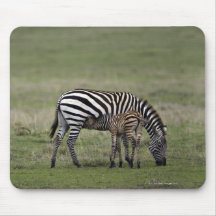 Zebra and nursing foal, Tanzania Mouse Pad