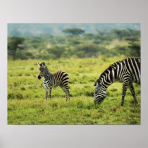 Zebra and zebra foal wildlife