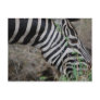 Zebra at Kruger Postcards