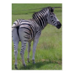 Zebra Attitude  Postcards