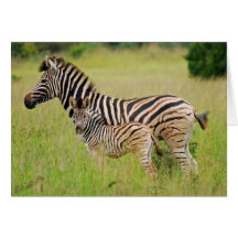 Zebra baby and mom greeting card