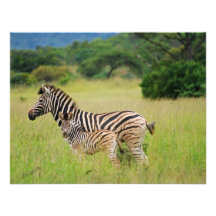 Zebra baby and mom personalized announcements