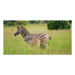 Zebra baby and mom photo greeting card