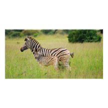 Zebra baby and mom photo greeting card
