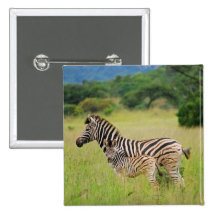 Zebra baby and mom pinback buttons