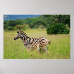 Zebra baby and mom print