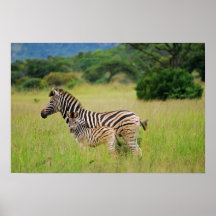 Zebra baby and mom print