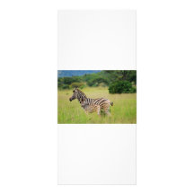 Zebra baby and mom rack cards
