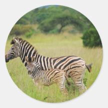 Zebra baby and mom round stickers