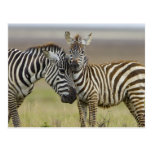 Zebra Baby Postkarte