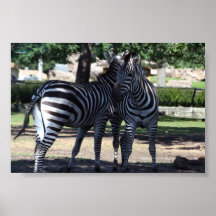 Zebra Buds Poster