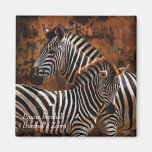 Zebra Burchell's Equus burchelli Magnets