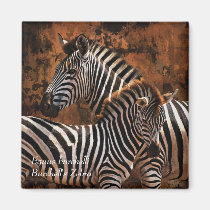 Zebra Burchell's Equus burchelli magnets