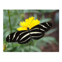 Zebra Butterfly Beauty II Post Card