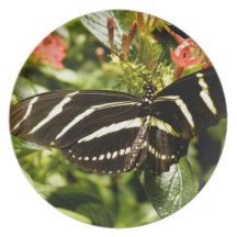 Zebra Butterfly Dinner Plates