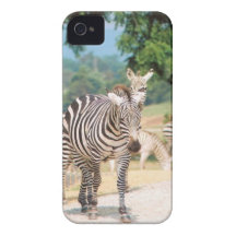 Zebra Convention iPhone 4 Covers