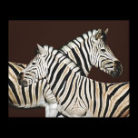 Zebra Crossing South Africa canvas prints