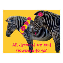 Zebra design with fun gerber daisies postcard