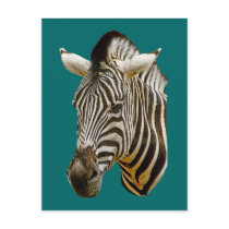 Zebra Drawing Postcards