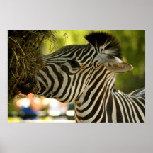 Zebra Eating Framed Print