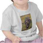 Zebra eating grass t-shirts