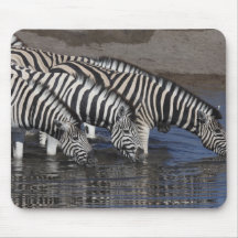 Zebra (equus quagga) drinking at a waterhole in mouse pad