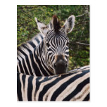 Zebra face on stripes greeting cards post card