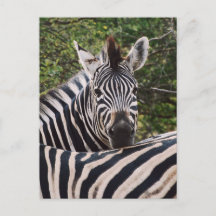 zebras face