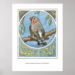 Zebra Finch Nouveau