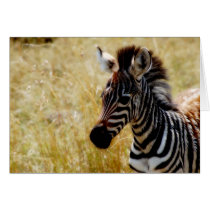 Zebra Foal wildlife cards